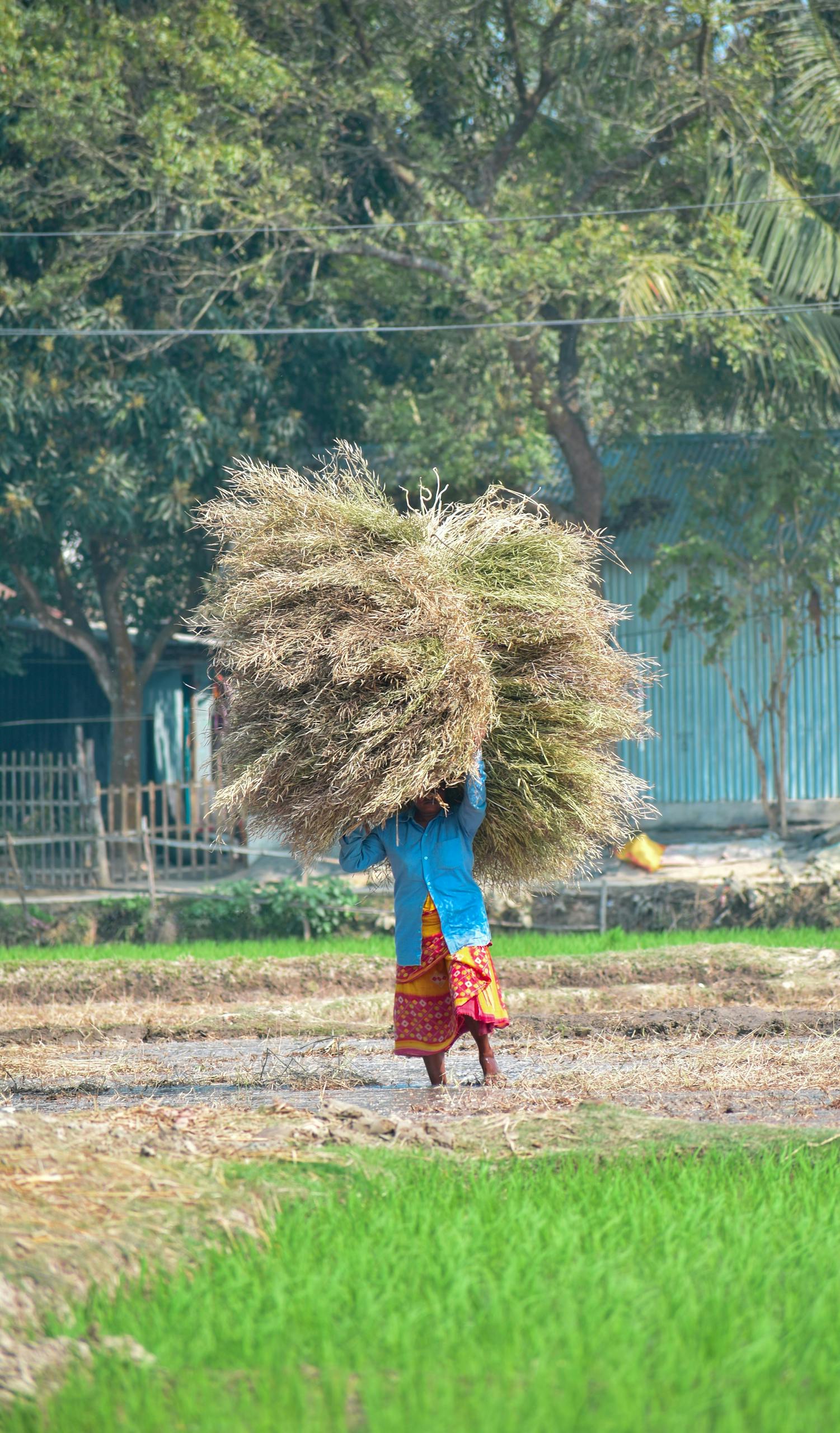 An Indian farmer carries a large bundle of crops in a rural field, showcasing traditional farming practices.