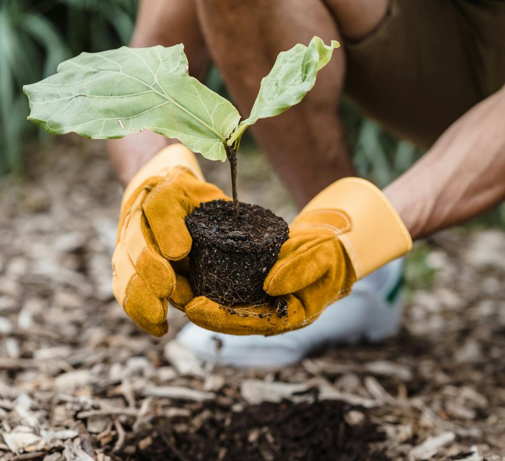 Man wearing gloves plants a seedling outdoors, promoting new life and sustainability.